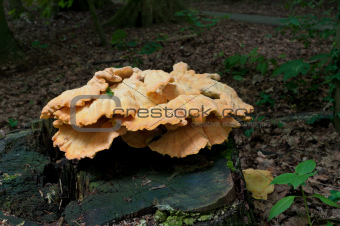 mushrooms on dead tree trunk