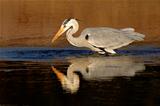 Grey heron in water