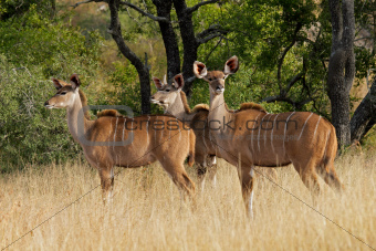 Kudu antelopes
