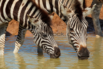 Plains zebras drinking 