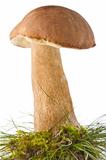 cep (boletus edulis) in moss and grass