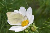 Small White Butterfly (Pieris rapae) on White Cosmos