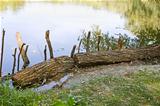Wooden logs on the bank