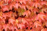color autumn leaves
