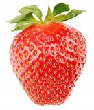 Single strawberry fruit