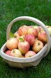 fresh apples in a wooden trug