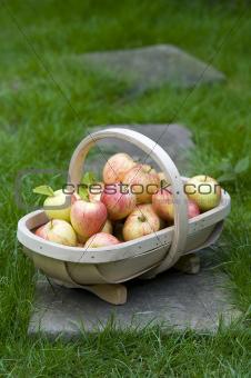 fresh apples in a wooden trug