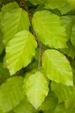 beech leaves close up
