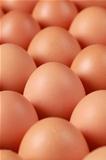Brown eggs in a row