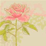 Pink rose on toned background