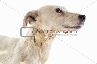 wounded jack russel terrier
