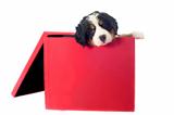 puppy bernese mountain dog in a box