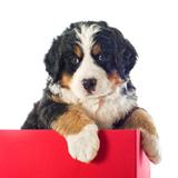 puppy bernese moutain dog in a box