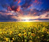 Sunset over sunflowers field