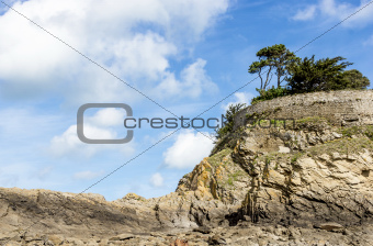 Landscape with a pine trees on a cliff
