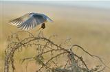 Black-shouldered Kite catching the mouse