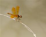 Eastern Amberwing dragonfly