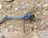 Eastern (Common) Pondhawk dragonfly