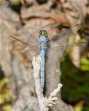 Eastern (Common) Pondhawk dragonfly