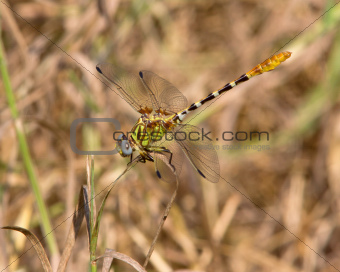 Eastern Ringtail dragonfly