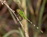 Great Pondhawk dragonfly