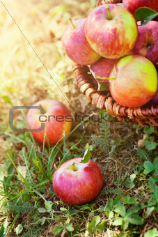Organic apples in summer grass