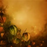 Autumn background with lantern flowers.