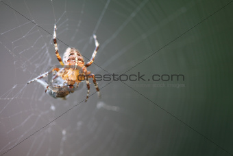 Diadem spider with prey