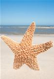 Starfish Standing In The Sand
