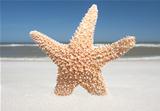 Starfish In The Sand