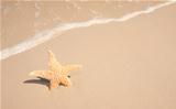Starfish At The Beach