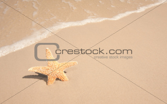 Starfish At The Beach
