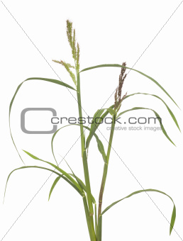 young grass