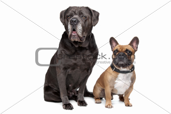 Cane Corso and French Bulldog