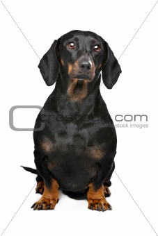 black and tan dachshund