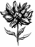 the sketch of flower with a stem and leaves is isolated