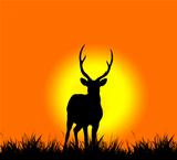 silhouette of deer 