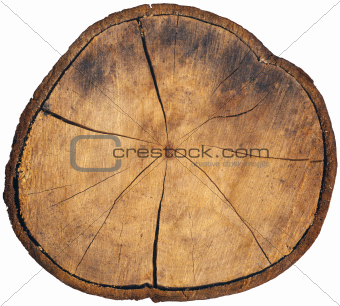 Section of Tree Trunk Isolated
