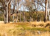 Rural Australia countryside water hole and gum trees