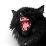 angry black persian cat on white background