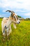 brown and white goat in th field