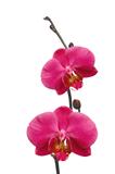 Beautiful red orchid isolated on white