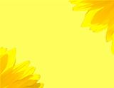 The beautiful yellow Sunflower