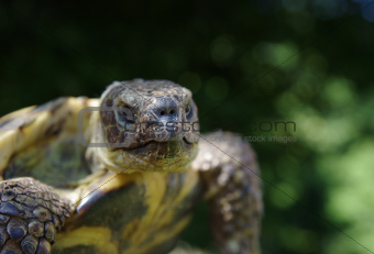 grassland tortoise