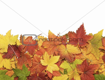 Fall leaves with copy space