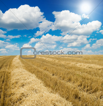 collected harvest on the field under sun
