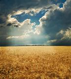 field with gold ears of wheat under dramatic sky