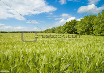 field of green wheat