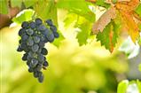 Red Wine Grapes