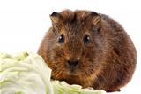 Brown guinea pig with cabbage leaves